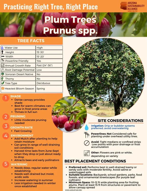 English_ Cherry Plum Trees (1)