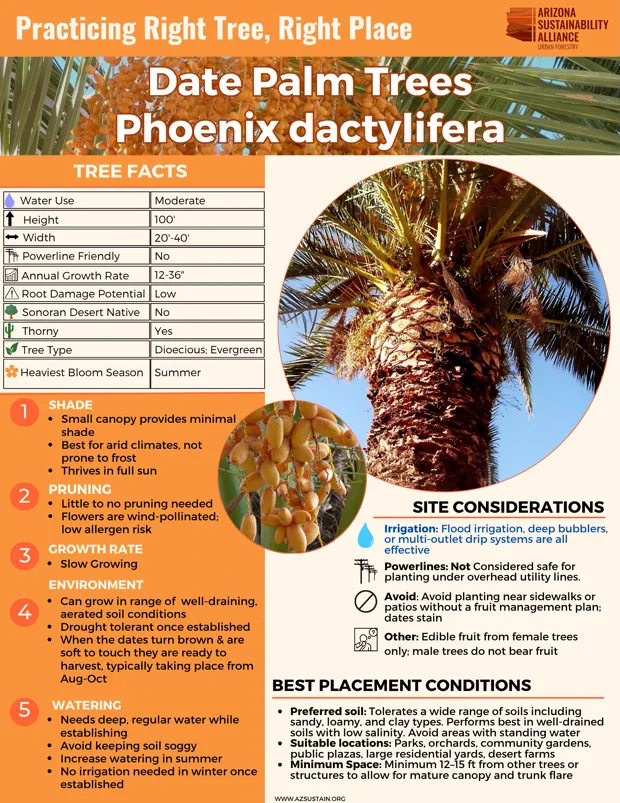 English_ Date Palm Trees (1)