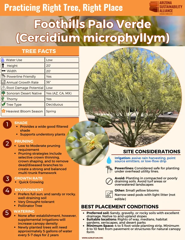 English_ Foothills Palo Verde 1