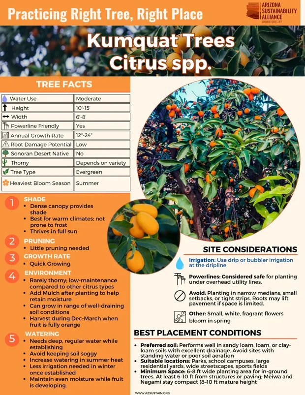 English_ Kumquats Trees (2)