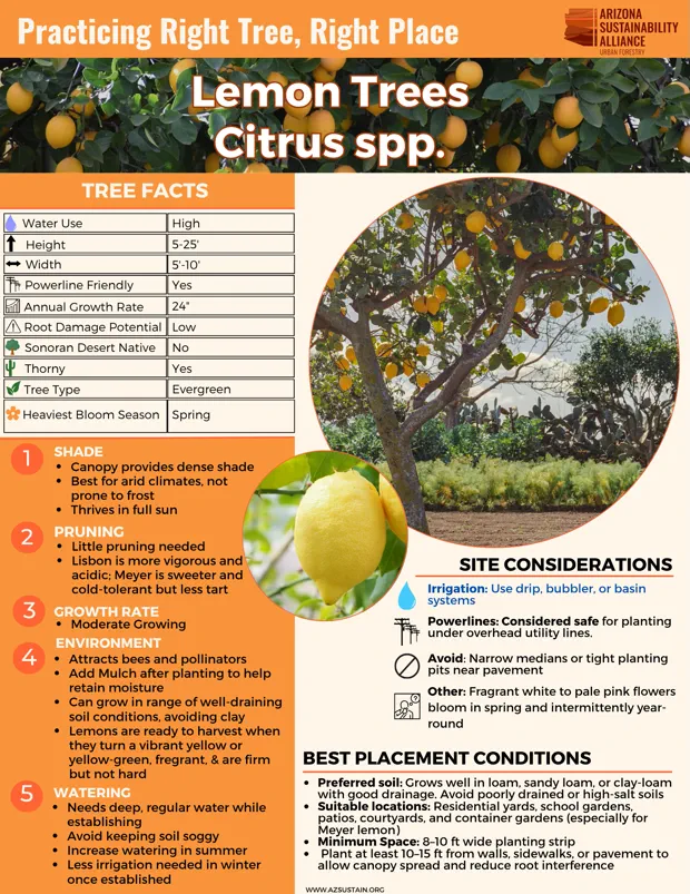 English_ Lemon Trees (2)