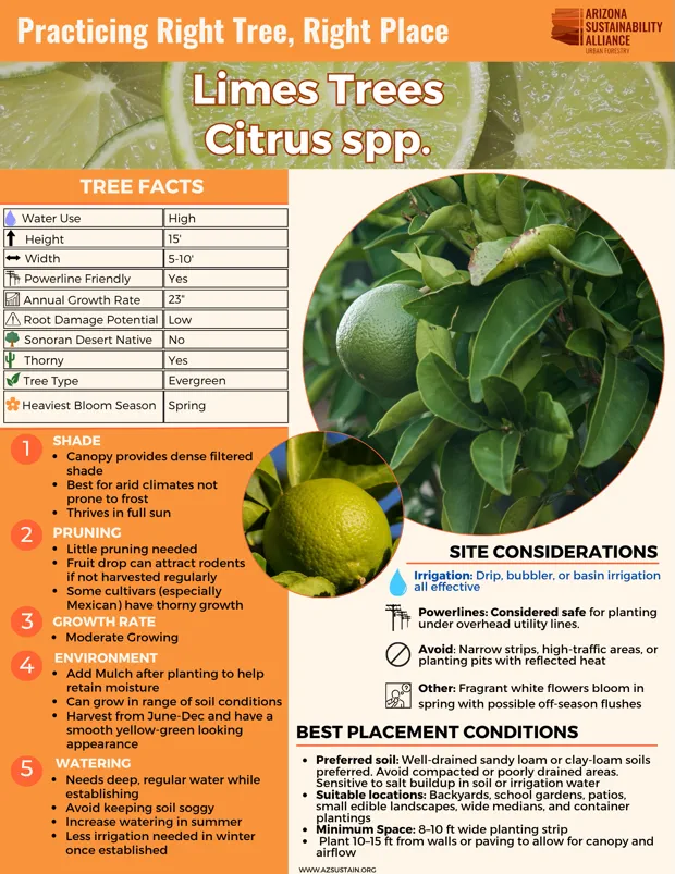 English_ Limes Trees (2)