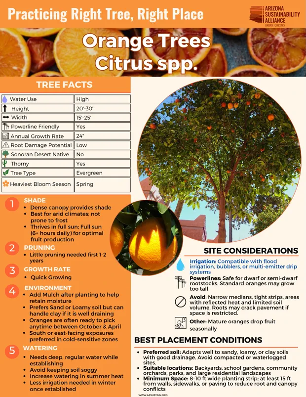 English_ Orange Trees (3)