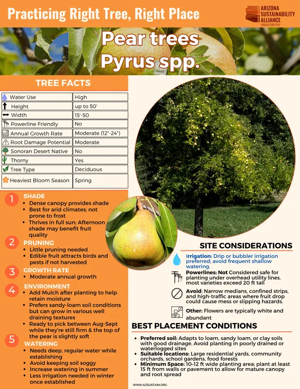 English_ Pear Trees (2)