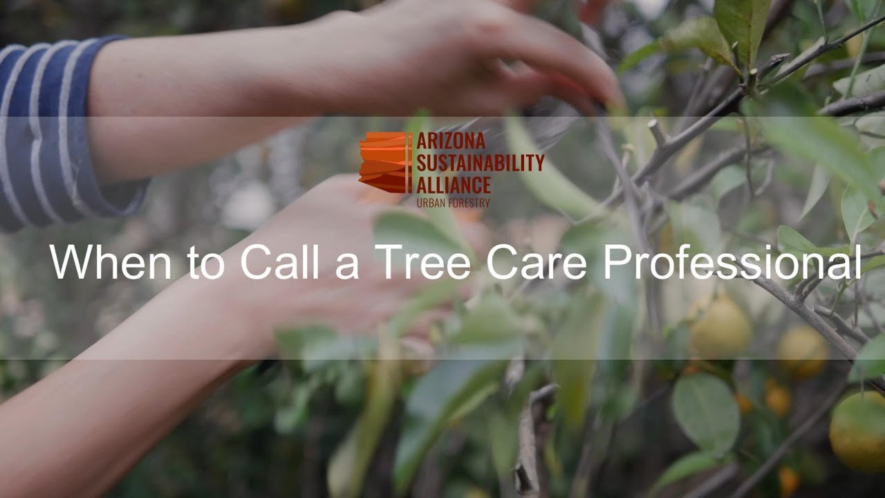 when-to-call-tree-professional